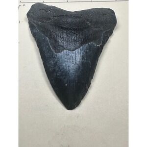 ~4.15” Genuine Megalodon Tooth : Venice Beach, FL.